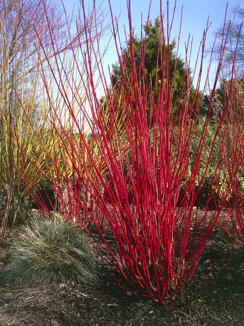 beautiful red stem plant in garden