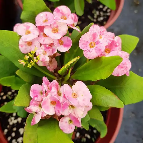 Best Flowering Succulents To Grow Indoors and Outdoors