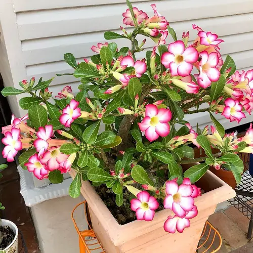 Top Amazing Succulents for Blooming Both Indoors and Outside