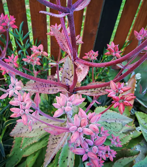 Magnificent Indoor and Outdoor Blooming Succulents