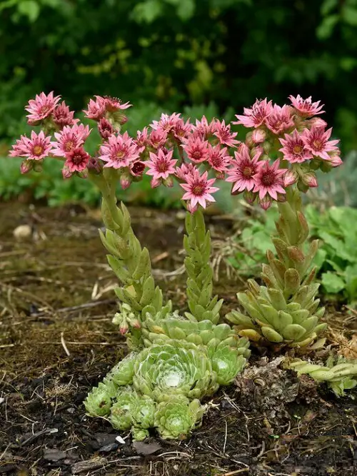beautiful Succulents for Blooming Both Indoors and Outside
