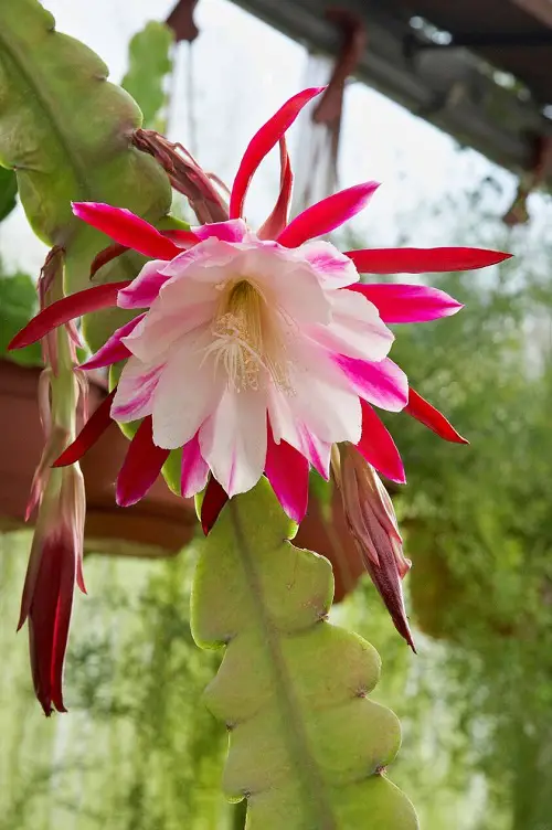 Flowers That Represent Strength 1