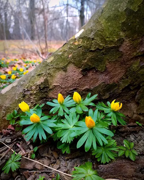 best Other Plants for Winter Interest