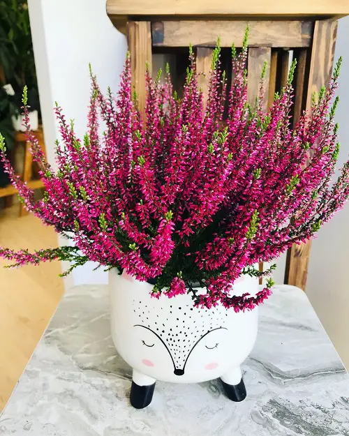 Winter Flowering Shrubs indoor