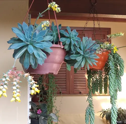 top Stunning Indoor and Outdoor Blooming Succulents