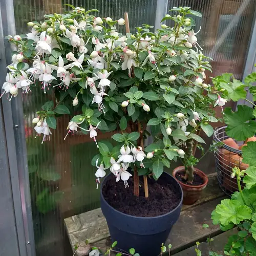 Dog-friendly plants outside
