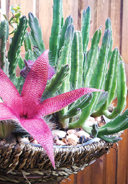 Best Flowering Succulents To Grow Indoors and Outdoors