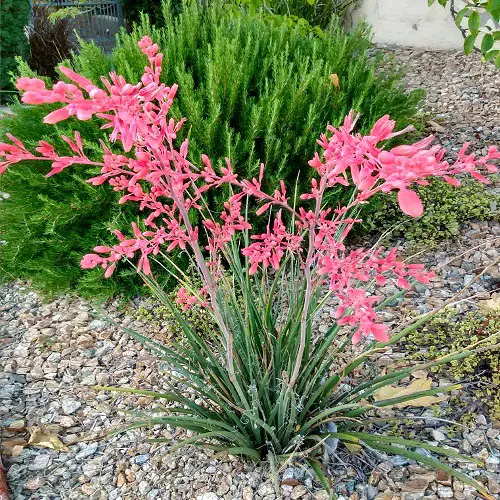 Flowering Succulents To Grow Indoors and Outdoors 10