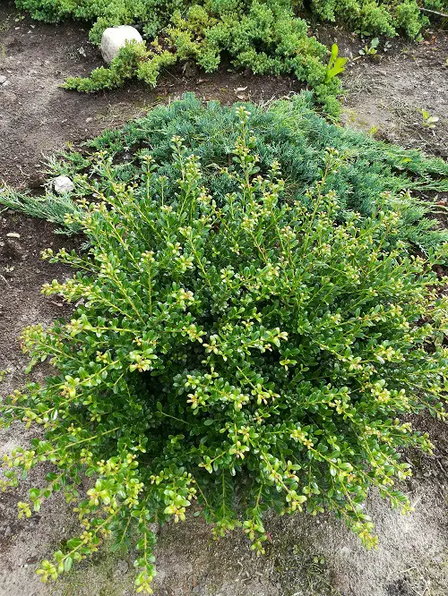 Other Plants for Winter Interest