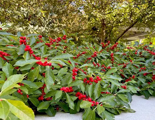 Winter Flowering Shrubs in backyad