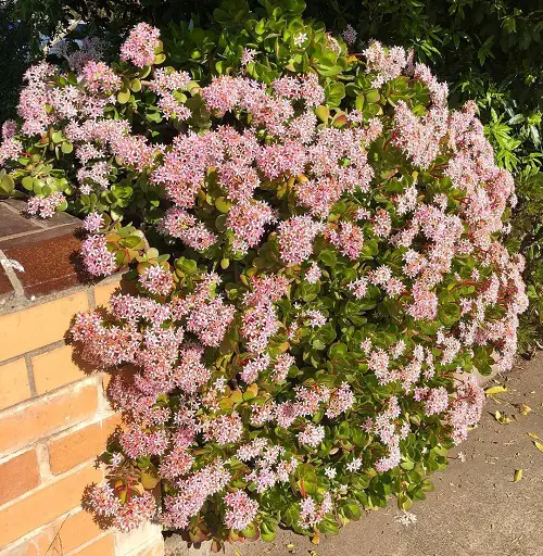 amazing Flowering Succulents To Grow Indoors and Outdoors