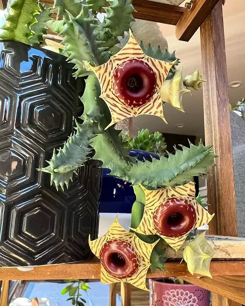The Best Indoor and Outdoor Flowering Succulents to Grow