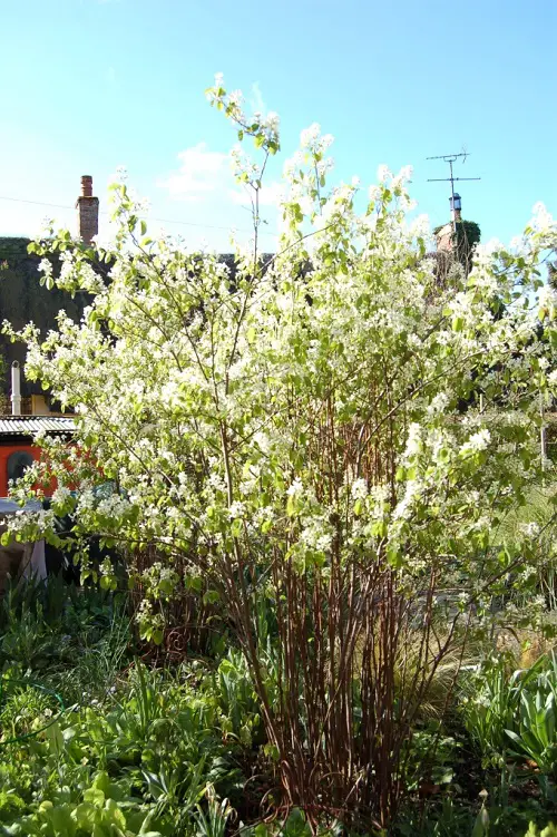 top Winter Flowering Shrubs That Look Good In Winter Garden