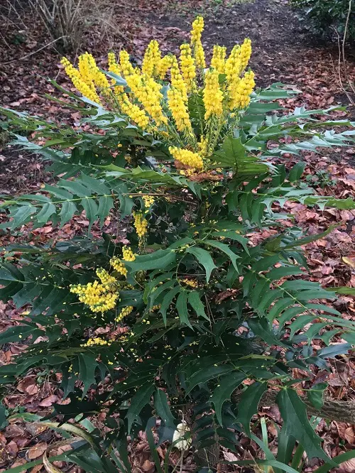 Winter Flowering Shrubs in yard