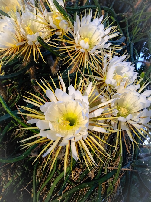 Best Flowering Succulents To Grow Indoors and Outdoors