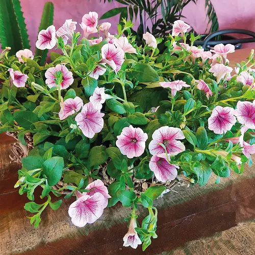 top best Outside Plants That Are Dog-Friendly