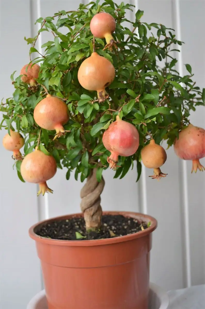 How to Grow Pomegranates Tree in Pot 2