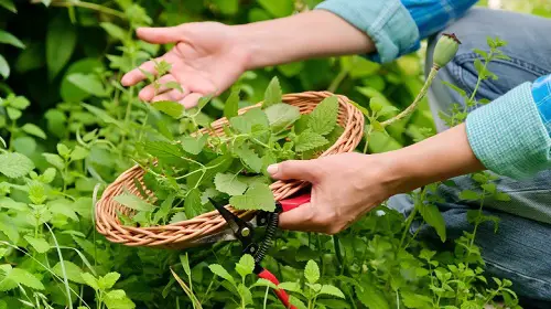 Pruning Herbaceous Herbs