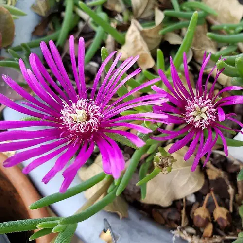 Top Succulents for Blooming Both Indoors and Outside
