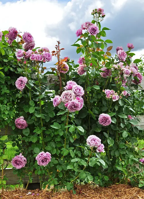 top Outside Plants That Are Dog-Friendly
