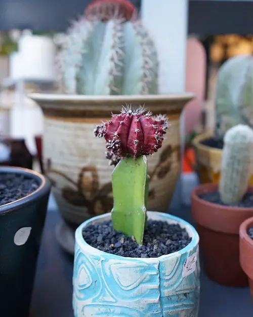 Gorgeous Indoor and Outdoor Flowering Succulents to Grow