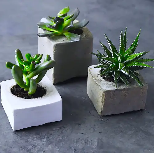 Best Succulent Gift 34