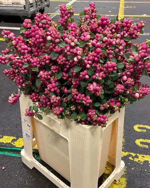 Plants for Winter Interest