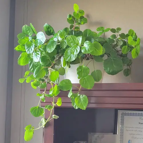 beautiful Plants That Are Safe for Dogs