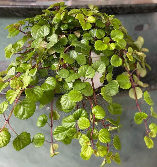 The Best Low-Light Plants for a Basement2