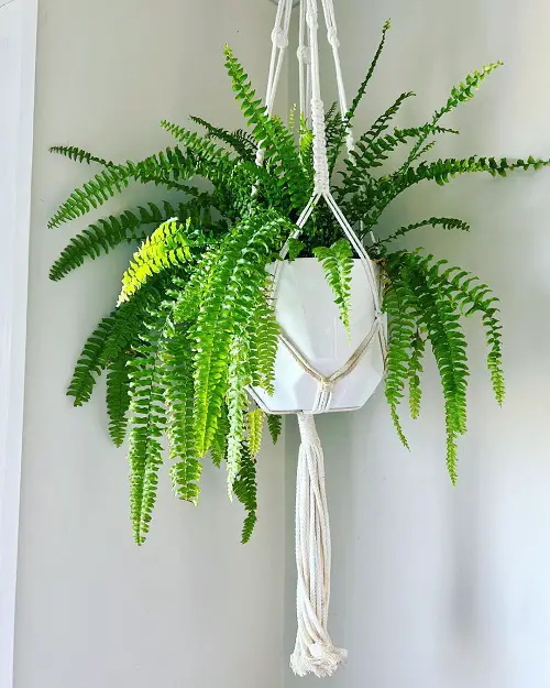 beautiful Indoor Dog Friendly Plants