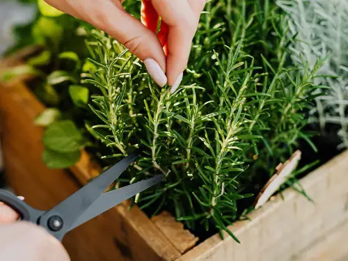 Evergreen Herbs