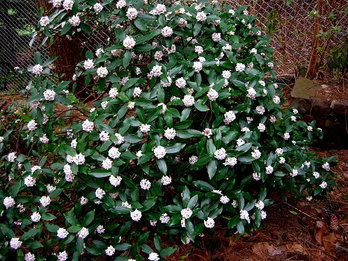 beautiful Winter Flowering Shrubs That Look Good In Winter Garden