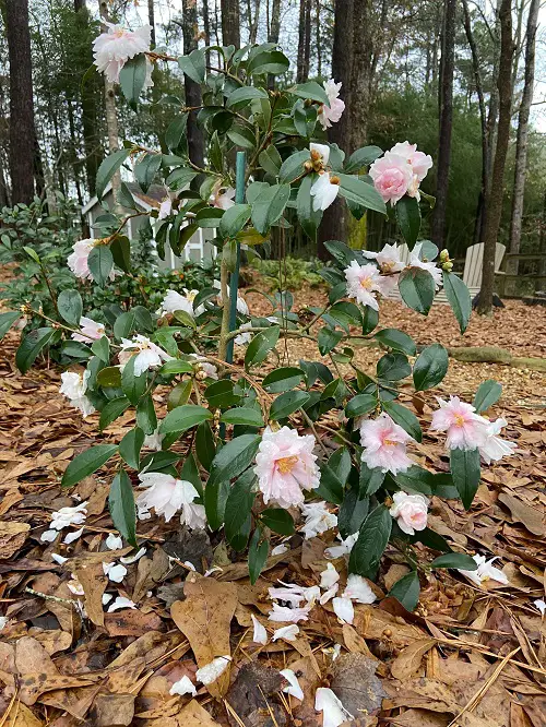 Winter Flowering Shrubs That Look Good In Garden