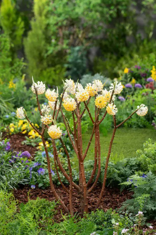 Winter Flowering Shrubs in garden