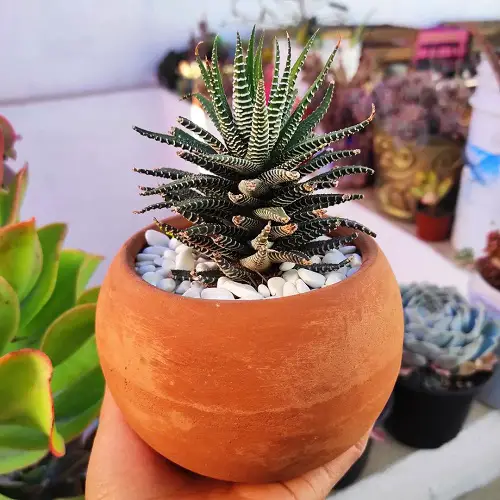 Safe Plants for Dogs