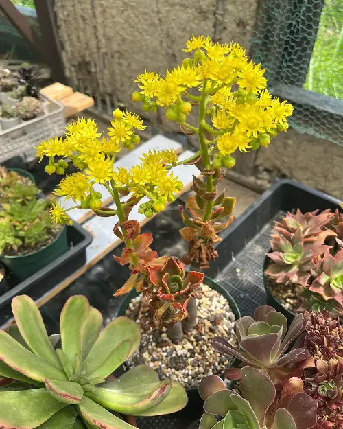 Best Flowering Succulents To Grow Indoors and Outdoors
