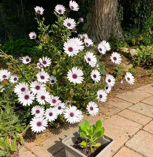 Plants That Can Resist Deer