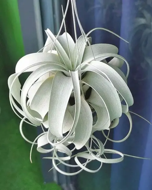 top best Indoor Dog Friendly Plants