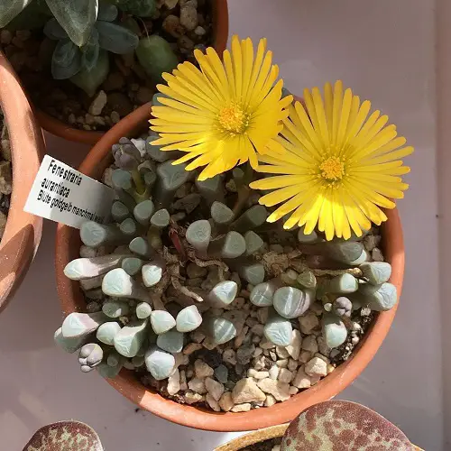 Amazing Gorgeous Indoor and Outdoor Flowering Succulents to Grow