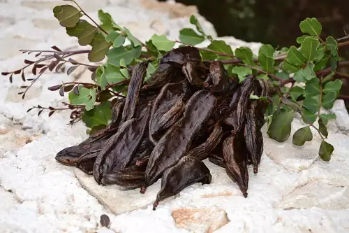 Carob Tree Care