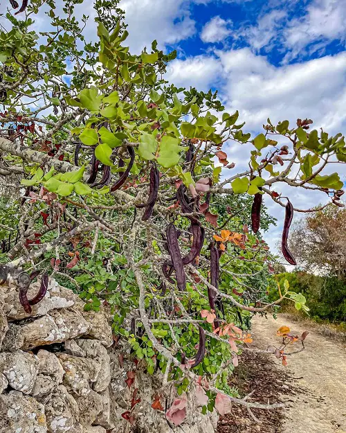 Carob Tree Information