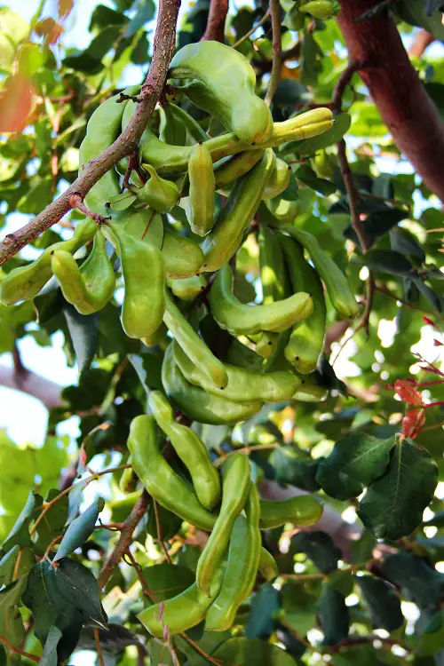 Requirements for Growing Carob Tree