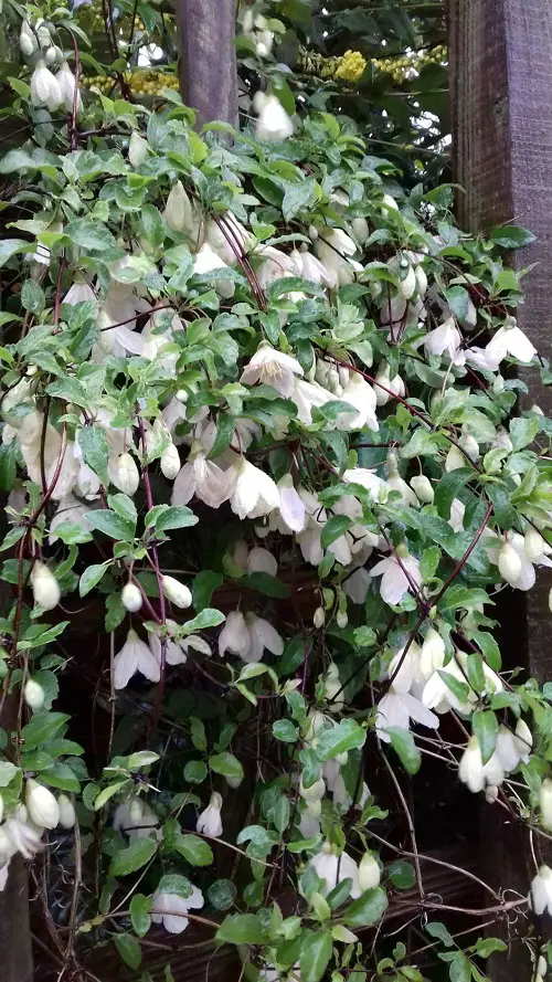 Amazing Winter Flowering Shrubs That Look Good In Winter Garden