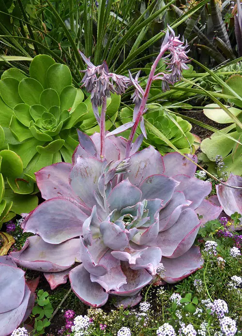 beautiful Flowering Succulents To Grow Indoors and Outdoors