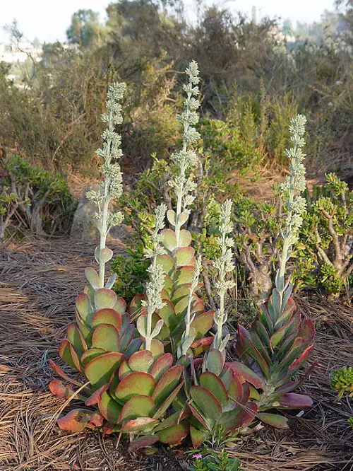 Stunning Indoor and Outdoor Blooming Succulents
