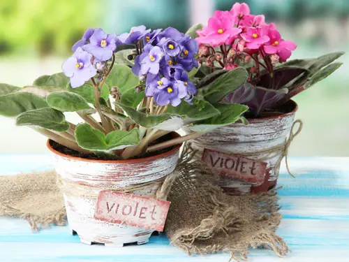 Indoor Dog Friendly Plants