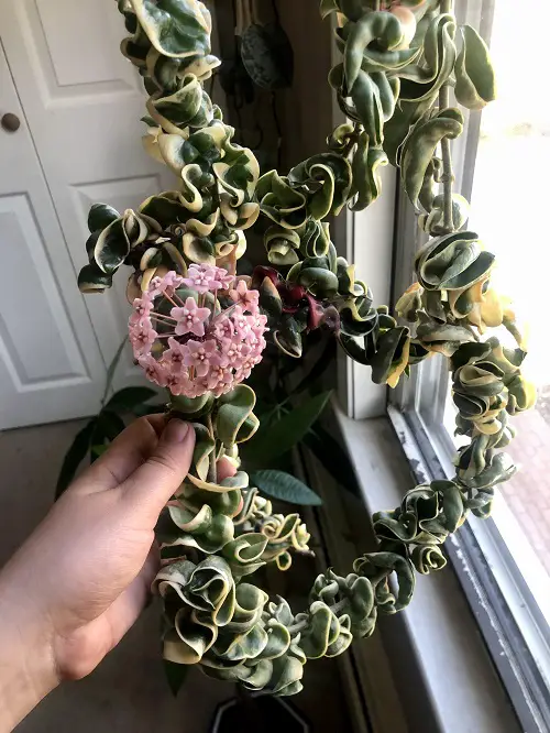 best lovely indoor and outdoor flowering succulents