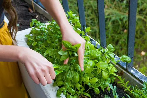Everything About Pruning Herbs