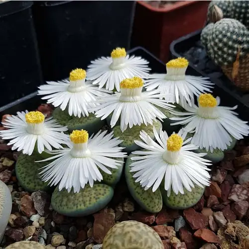 Best Flowering Succulents To Grow Indoors