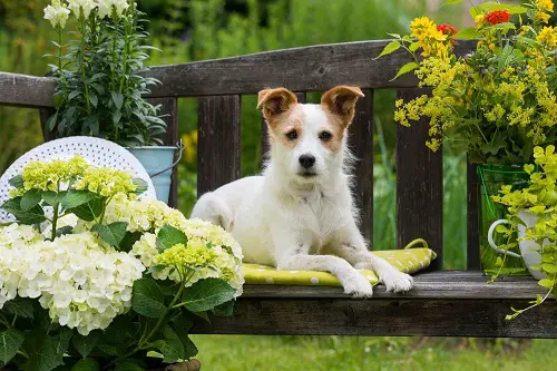 Safe Plants for Dogs